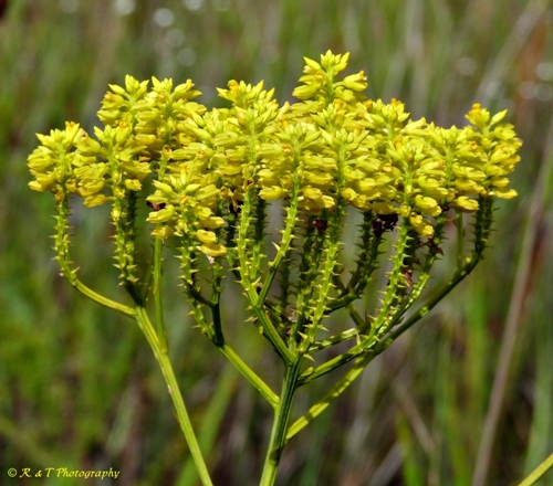 {Polygala cymosa}